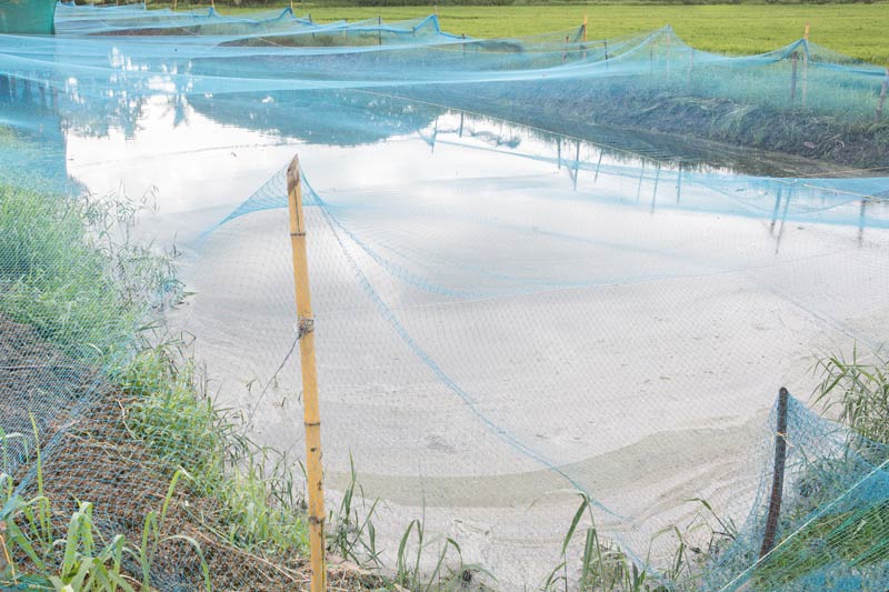 Livelihoods below the Sea Level in Kuttanad, Alappuzha district, Kerala - Fish farming in paddy fields